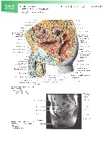 Sobotta  Atlas of Human Anatomy  Trunk, Viscera,Lower Limb Volume2 2006, page 259